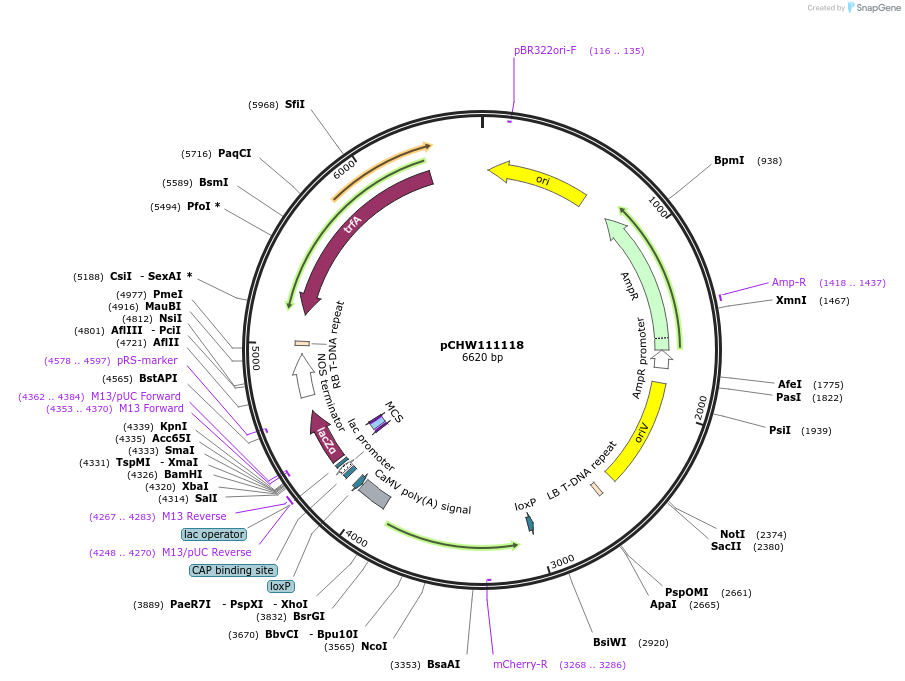 222461-plasmid-map-sequence-id-454090