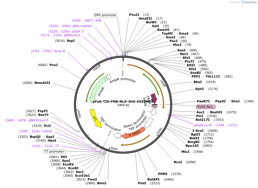 228023-plasmid-map-sequence-id-454143