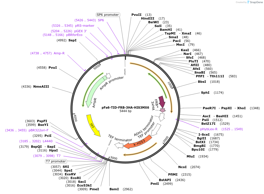 228021-plasmid-map-sequence-id-454144