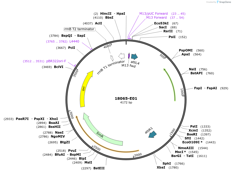 225668-plasmid-map-sequence-id-454146