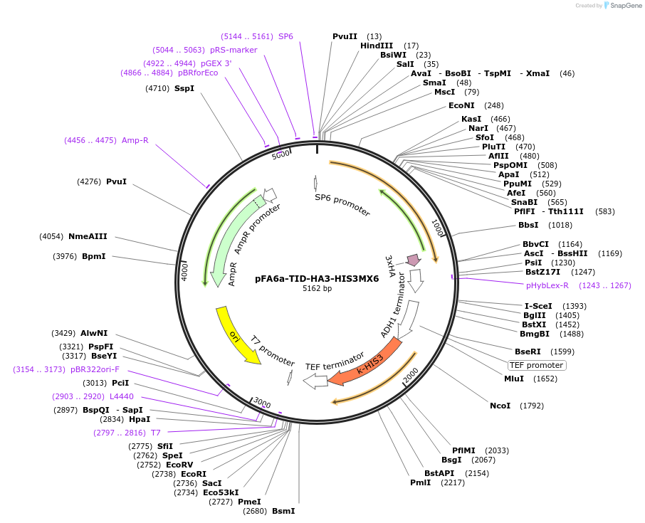 227981-plasmid-map-sequence-id-454151