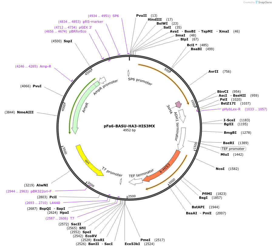 227979-plasmid-map-sequence-id-454153