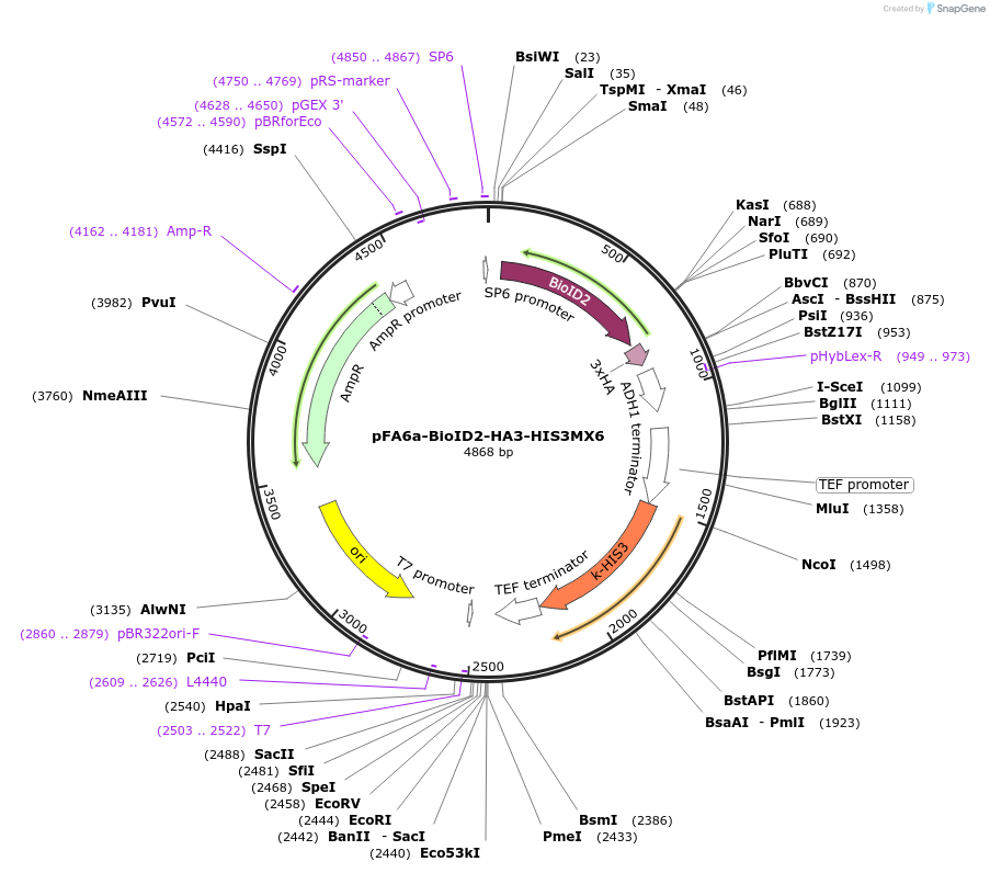 227977-plasmid-map-sequence-id-454154