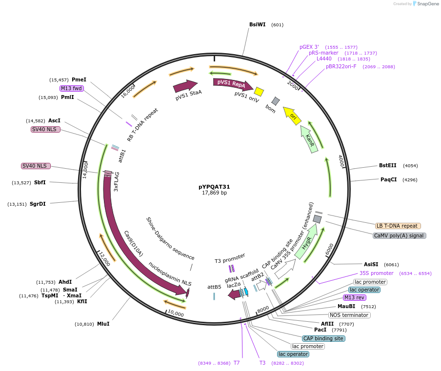 223403-plasmid-map-sequence-id-454164