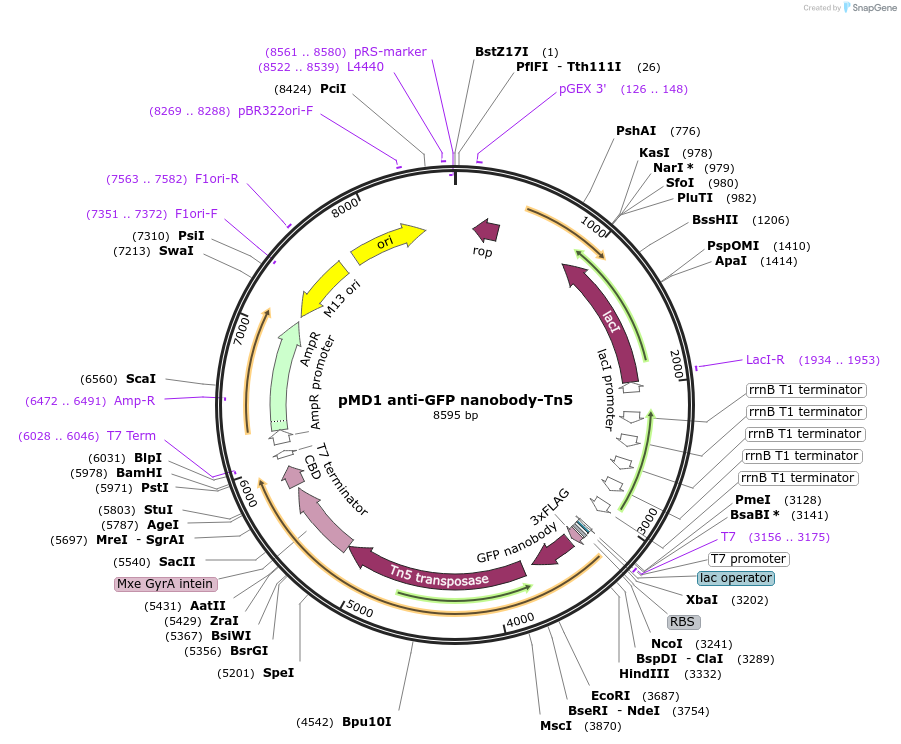 215567-plasmid-map-sequence-id-454183
