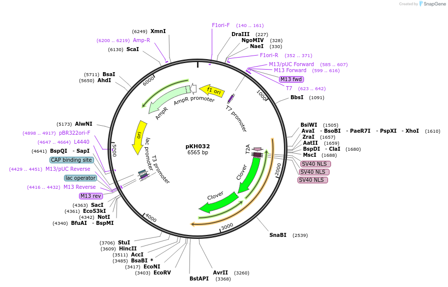 224548-plasmid-map-sequence-id-454185