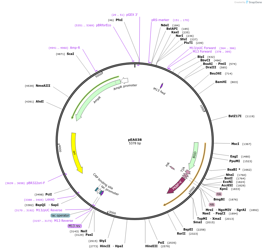 224547-plasmid-map-sequence-id-454189