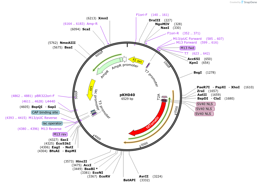 224549-plasmid-map-sequence-id-454190