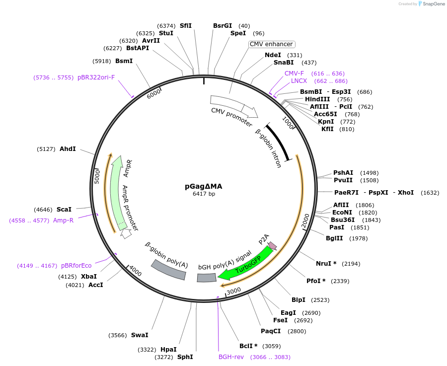 212632-plasmid-map-sequence-id-454202
