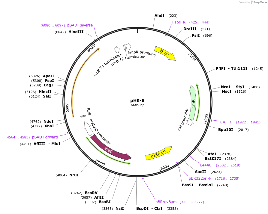 36279-plasmid-map-sequence-id-45421