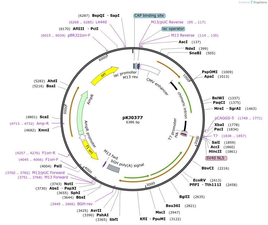 228712-plasmid-map-sequence-id-454217