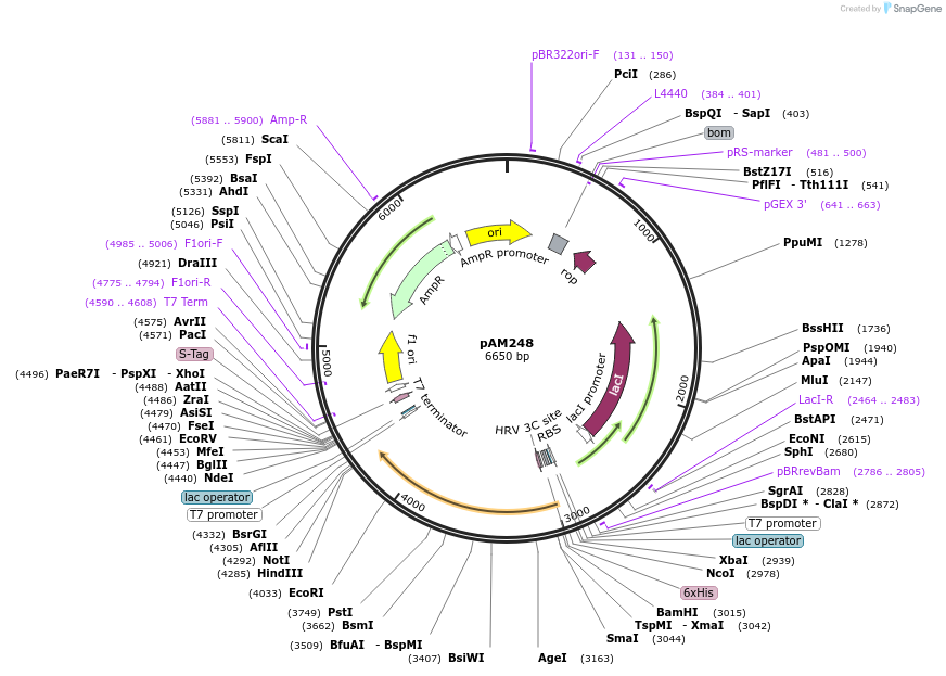 226892-plasmid-map-sequence-id-454219