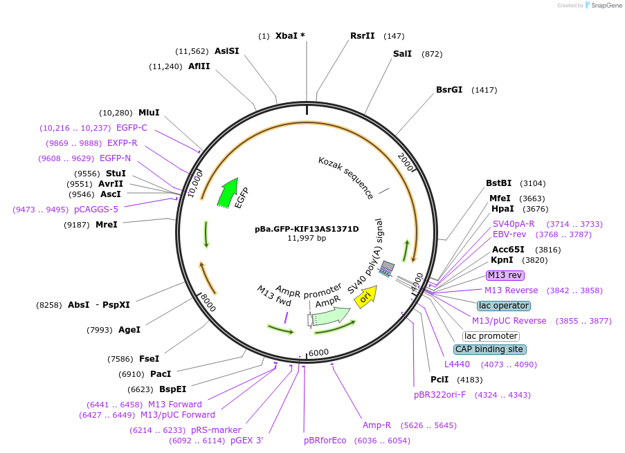 224417-plasmid-map-sequence-id-454227