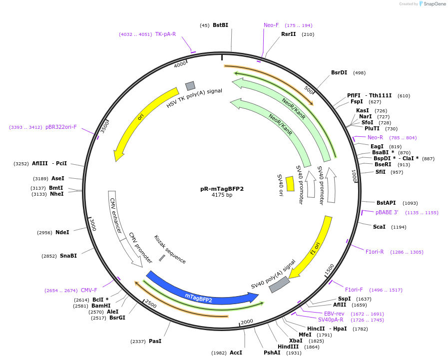 228596-plasmid-map-sequence-id-454228