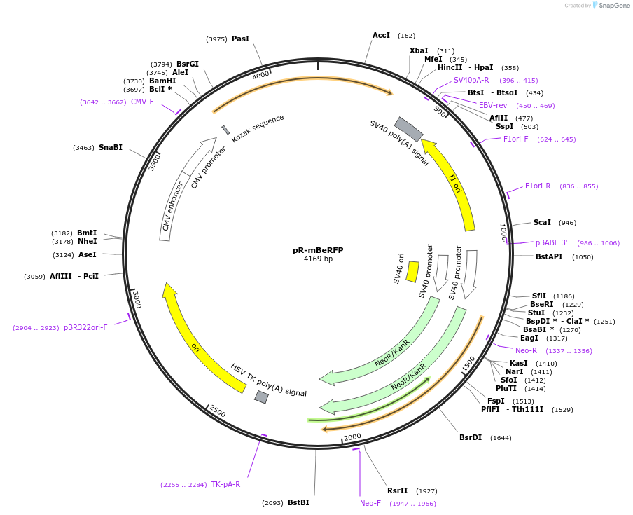 228601-plasmid-map-sequence-id-454230