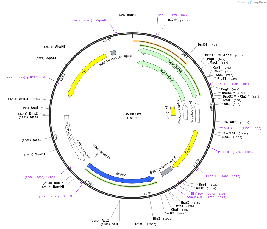 228595-plasmid-map-sequence-id-454231