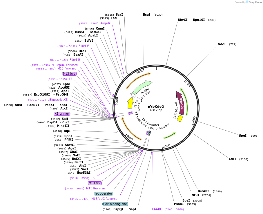 36284-plasmid-map-sequence-id-45429