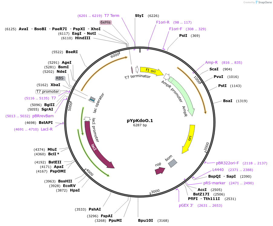 36286-plasmid-map-sequence-id-45431
