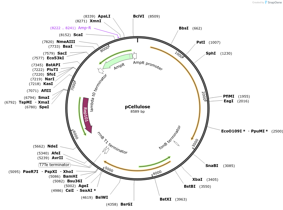 36300-plasmid-map-sequence-id-45433