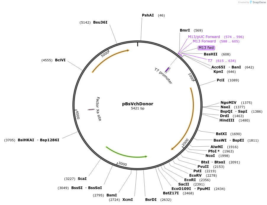 203814-plasmid-map-sequence-id-454330