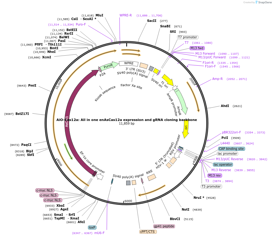 228364-plasmid-map-sequence-id-454332