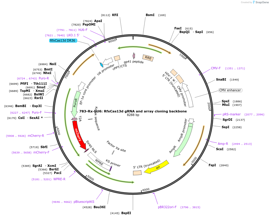 228360-plasmid-map-sequence-id-454335