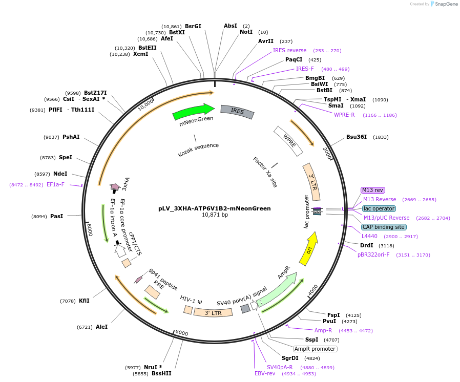 228865-plasmid-map-sequence-id-454343