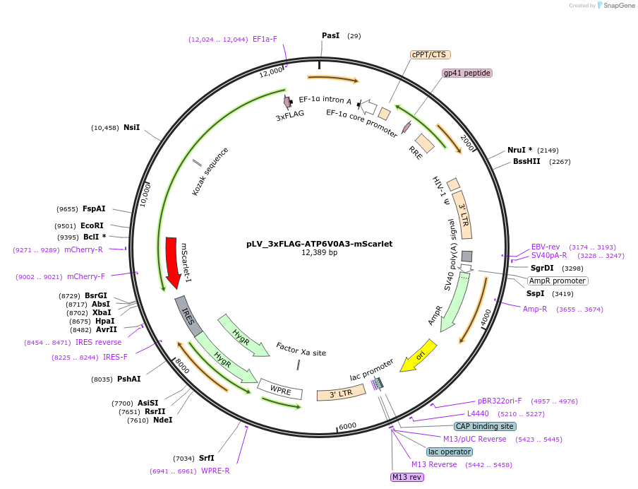 228867-plasmid-map-sequence-id-454345