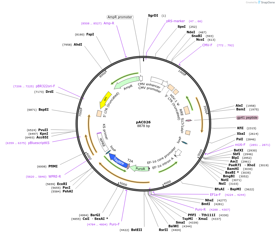 227598-plasmid-map-sequence-id-454348