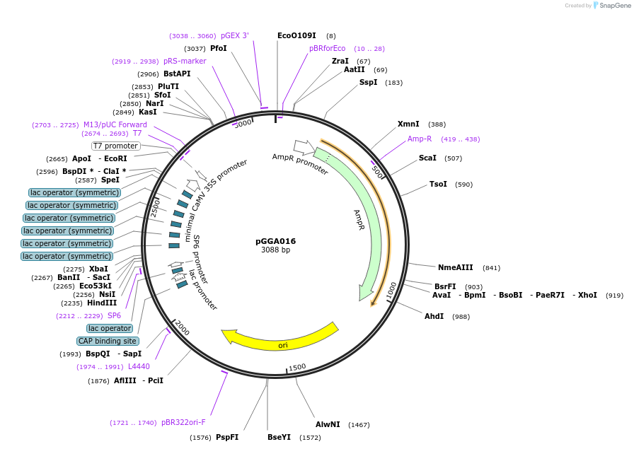 228231-plasmid-map-sequence-id-454351