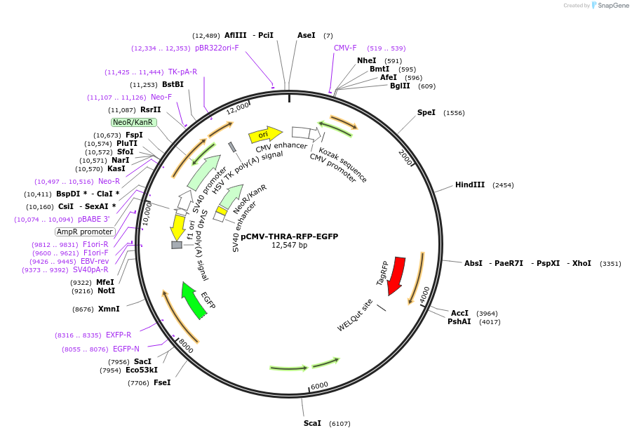 228537-plasmid-map-sequence-id-454362
