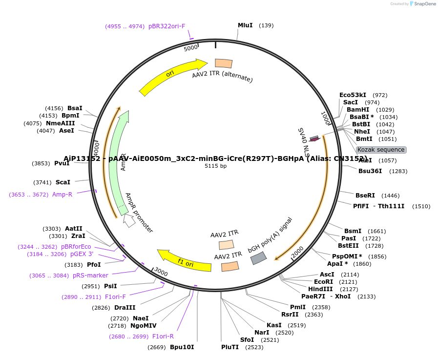 224056-plasmid-map-sequence-id-454363