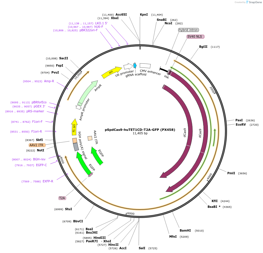 129025-plasmid-map-sequence-id-454365