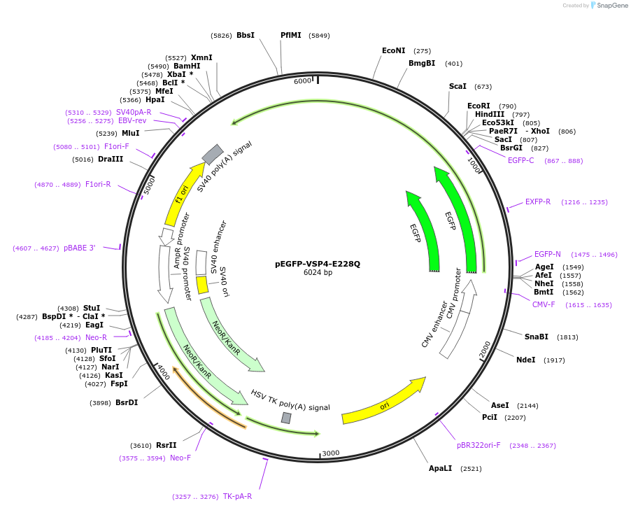 80351-plasmid-map-sequence-id-454376