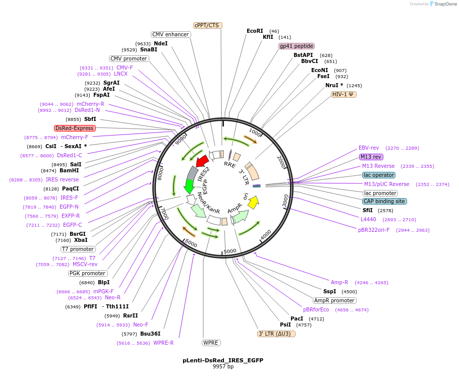 92194-plasmid-map-sequence-id-454378