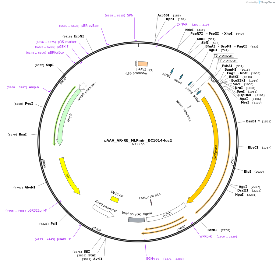 227108-plasmid-map-sequence-id-454379