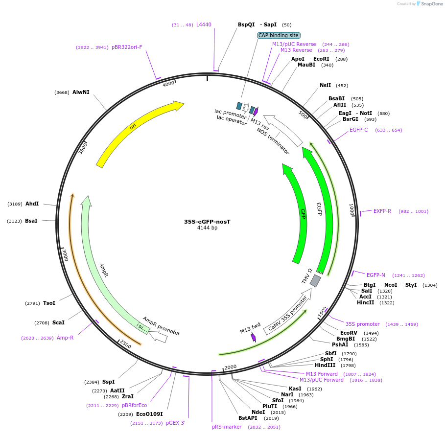 80127-plasmid-map-sequence-id-454407