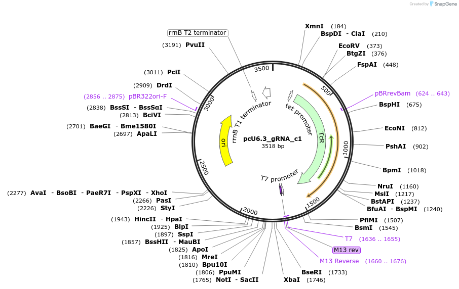 221381-plasmid-map-sequence-id-454411