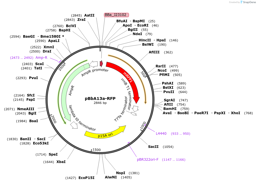 126086-plasmid-map-sequence-id-454416