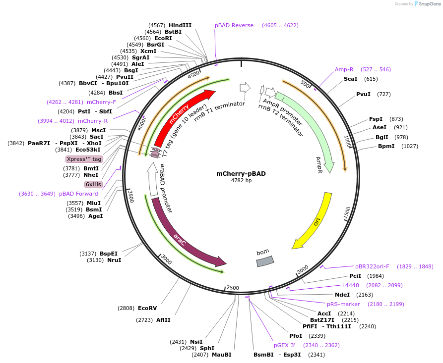 54630-plasmid-map-sequence-id-454425