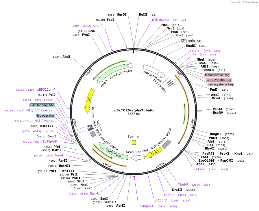36327-plasmid-map-sequence-id-45457