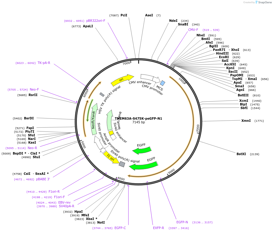 228592-plasmid-map-sequence-id-454607