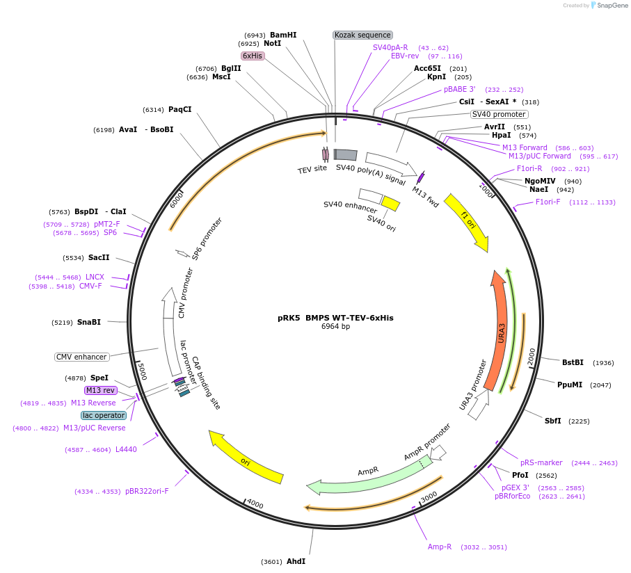 204837-plasmid-map-sequence-id-454609