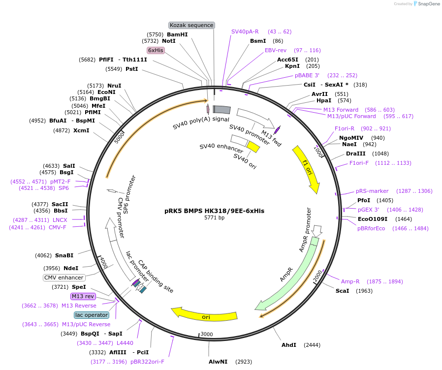 204836-plasmid-map-sequence-id-454650