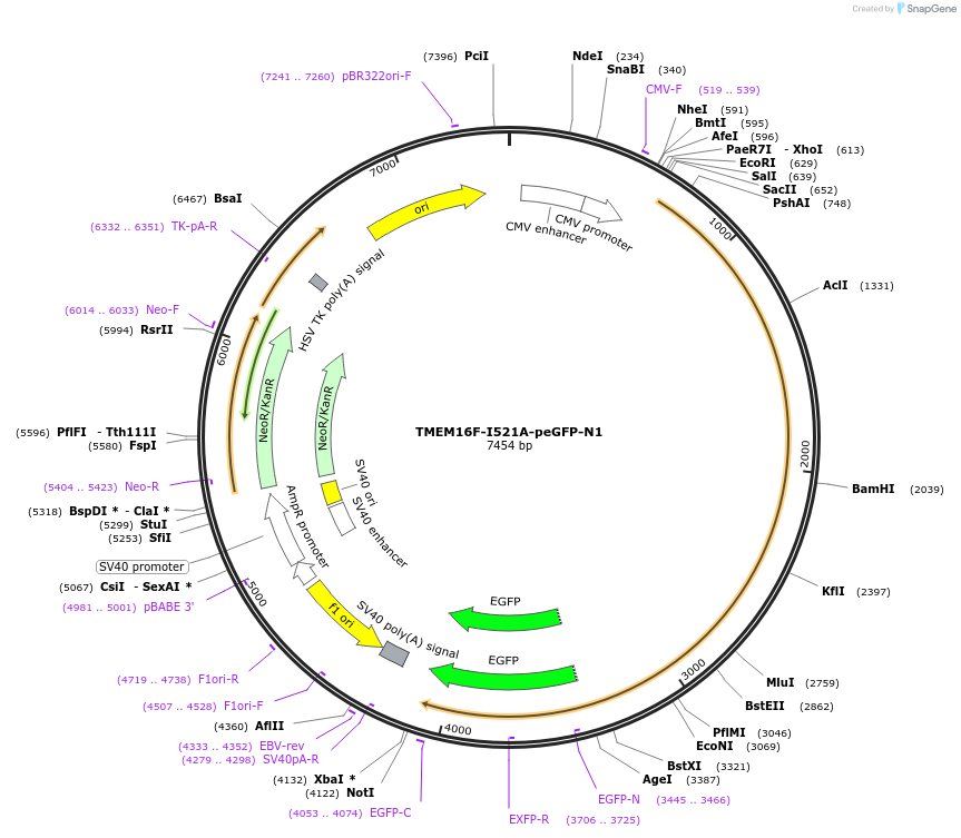 228577-plasmid-map-sequence-id-454654