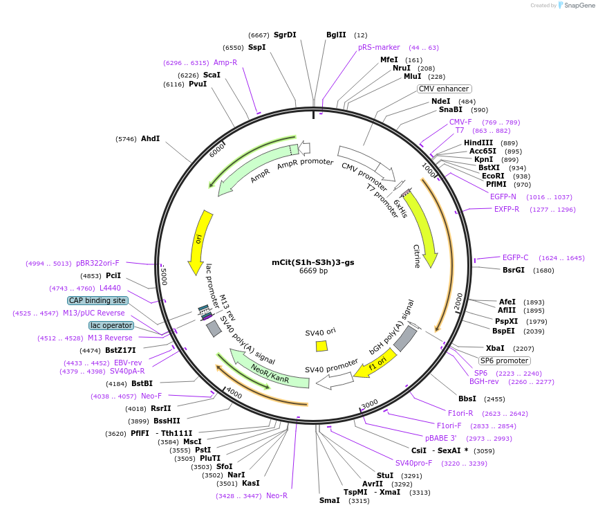 228076-plasmid-map-sequence-id-454655