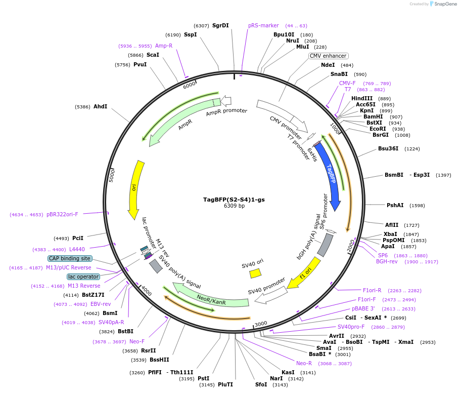 228074-plasmid-map-sequence-id-454672