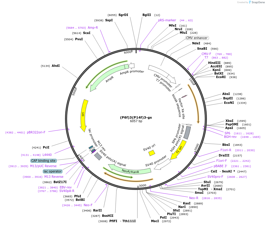 228082-plasmid-map-sequence-id-454673
