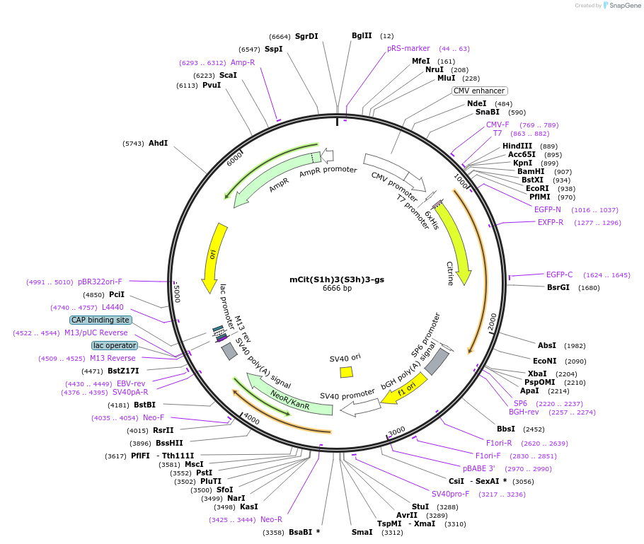 228079-plasmid-map-sequence-id-454689