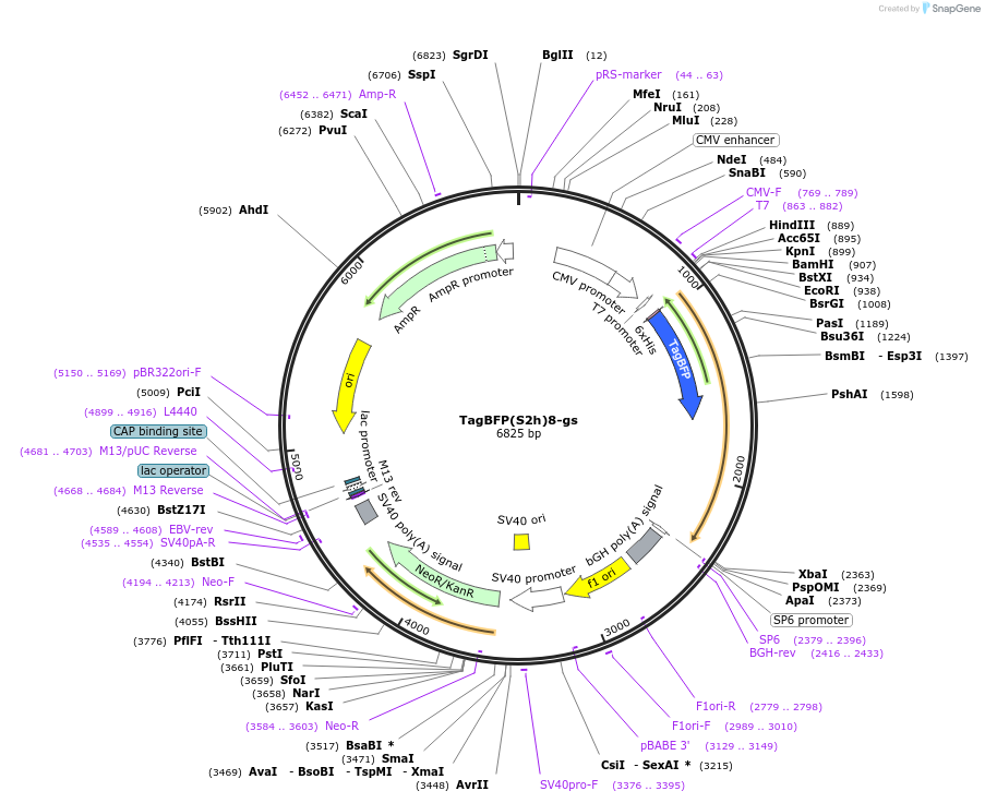 228086-plasmid-map-sequence-id-454692